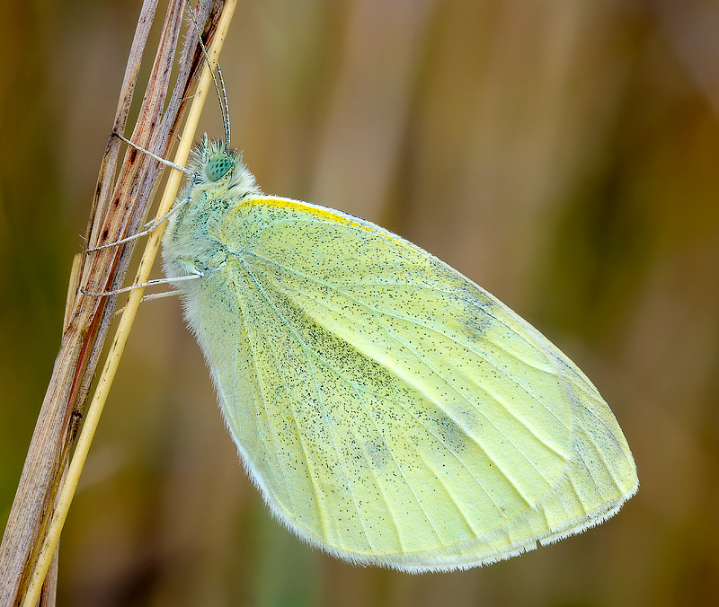 Pieris brassicae